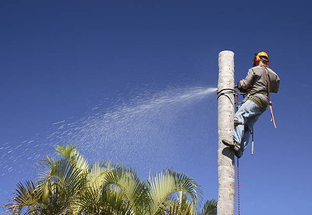 Soulsbyville, CA Tree Care Company