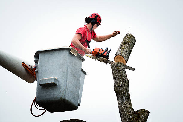 How Our Tree Care Process Works  in  Soulsbyville, CA